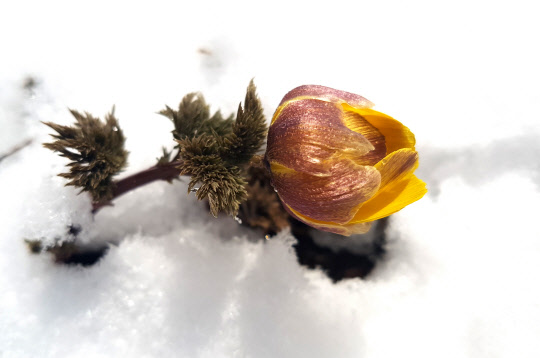 봄을 시샘하는 눈이 내린 7일 오후 전남 장성군 내장산국립공원 백암산에 야생화인 복수초가 흰 눈속에서 고운 자태를 뽐내고 있다.